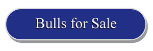 Bulls for Sale