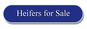 Heifers for Sale