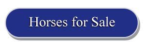 Horses for Sale