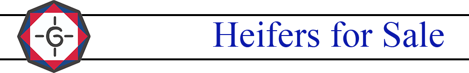 Heifers for Sale