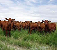 Giefer Ranch Red Angus Kansas