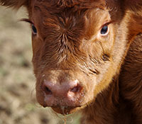 Giefer Ranch Red Angus Kansas