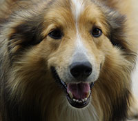 Giefer Ranch English Shepherds Kansas