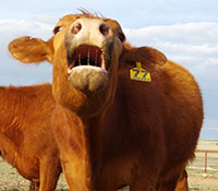 Giefer Ranch Red Angus Kansas