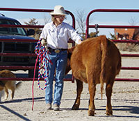 Giefer Ranch Red Angus Kansas