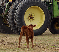 Giefer Ranch Red Angus Kansas
