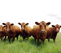Giefer Ranch Red Angus Kansas