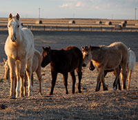 Giefer Ranch Quarter Horses Kansas