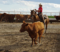 Giefer Ranch Red Angus Kansas