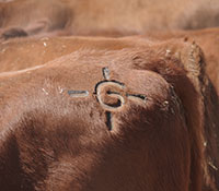 Giefer Ranch Red Angus Kansas