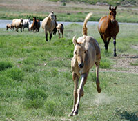 Giefer Ranch Quarter Horses Kansas