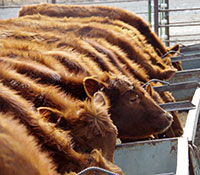 Giefer Ranch Red Angus Kansas