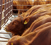 Giefer Ranch Red Angus Kansas