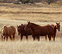 Giefer Ranch Quarter Horses Kansas