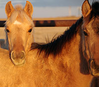 Giefer Ranch Quarter Horses Kansas