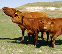 Giefer Ranch Red Angus Kansas