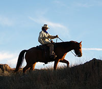 Giefer Ranch Quarter Horses Kansas