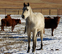 Giefer Ranch Quarter Horses Kansas