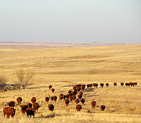 Giefer Ranch Red Angus Kansas