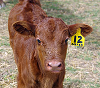 Giefer Ranch Red Angus Kansas