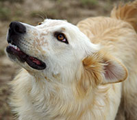 Giefer Ranch English Shepherds Kansas