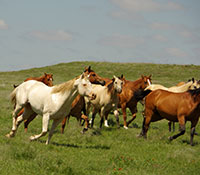 Giefer Ranch Quarter Horses Kansas