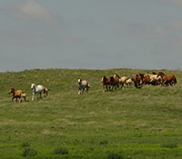 Giefer Ranch Quarter Horses Kansas