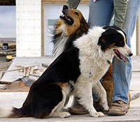 Giefer Ranch English Shepherds Kansas
