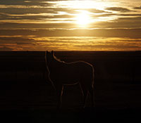 Giefer Ranch Quarter Horses Kansas