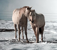 Giefer Ranch Quarter Horses Kansas