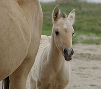 Giefer Ranch Quarter Horses Kansas