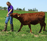 Giefer Ranch Red Angus Kansas