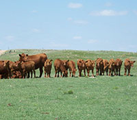 Giefer Ranch Red Angus Kansas