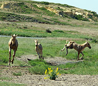 Giefer Ranch Quarter Horses Kansas