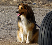 Giefer Ranch English Shepherds Kansas
