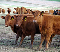 Giefer Ranch Red Angus Kansas