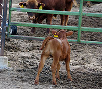 Giefer Ranch Red Angus Kansas