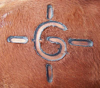 Giefer Ranch Red Angus Kansas