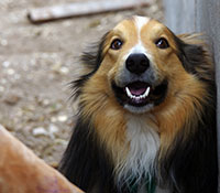 Giefer Ranch English Shepherds Kansas