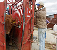 Giefer Ranch Red Angus Kansas