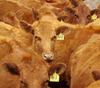 Giefer Ranch Red Angus Kansas
