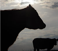 Giefer Ranch Red Angus Kansas