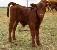 Giefer Ranch Red Angus Kansas
