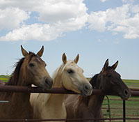 Giefer Ranch Quarter Horses Kansas