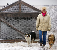 Giefer Ranch English Shepherds Kansas