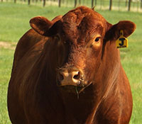 Giefer Ranch Red Angus Kansas
