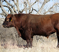 Giefer Ranch Red Angus Kansas