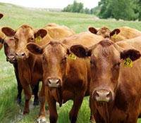 Giefer Ranch Red Angus Kansas
