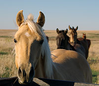 Giefer Ranch Quarter Horses Kansas