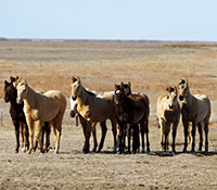 Giefer Ranch Quarter Horses Kansas
